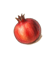 انار تزئینی گوشه پایین چپ