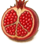انار باز شده انار تزئینی گوشه پایین چپ