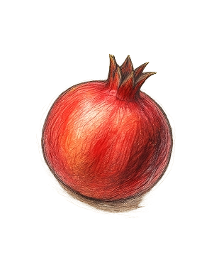 انار تزئینی گوشه پایین راست