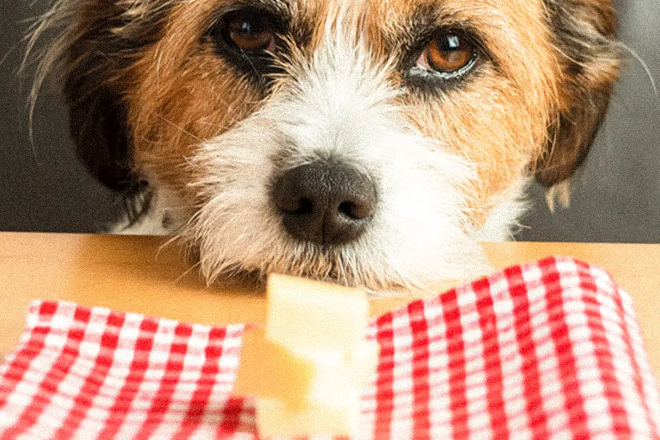 پنیر برای سگ مضر است؟